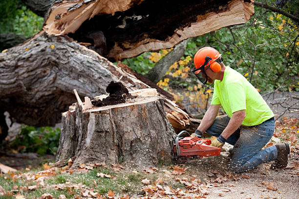 Best Tree Removal  in Dunstan, ME